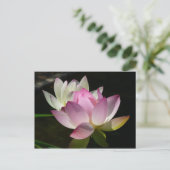 Carte Postale Paire de fleurs de Lotus II (Debout devant)