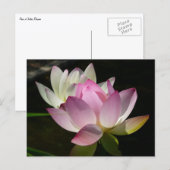 Carte Postale Paire de fleurs de Lotus II (Devant / Derrière)