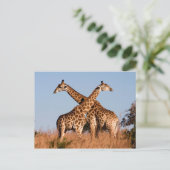 Carte Postale paire de girafes (Debout devant)