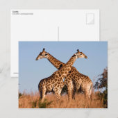 Carte Postale paire de girafes (Devant / Derrière)