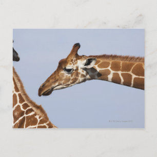 Carte Postale Paire de Giraffes Réticulées (Giraffa