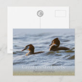 Carte Postale Paire de grandes grèbes de crêpes CC0757 (Devant / Derrière)