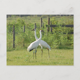 Carte Postale Paire de grues blanches