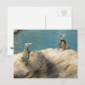 Carte Postale Paire de Iguanas Photographie de la faune tropical (Devant / Derrière)