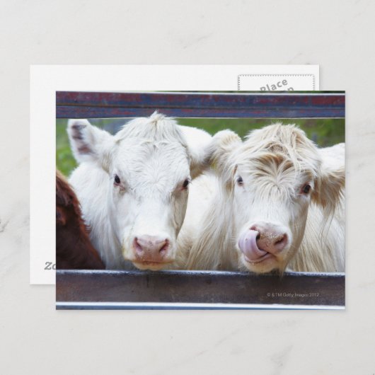 Carte Postale Paire de jeunes vaches blanches à la mangeoire (Devant / Derrière)