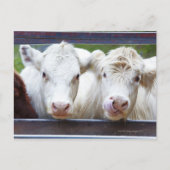 Carte Postale Paire de jeunes vaches blanches à la mangeoire (Devant)