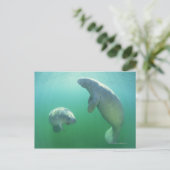 Carte Postale Paire de lamantins de floride nageant (Debout devant)