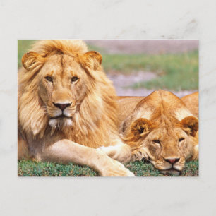Carte Postale Paire de lions africains, Panthera leo, Tanzanie