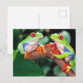 Carte Postale Paire de l'oeil rouge, Agalychinis callidryas, (Devant / Derrière)