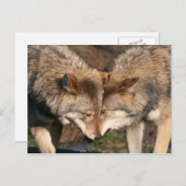 Carte Postale paire de loups (Devant / Derrière)