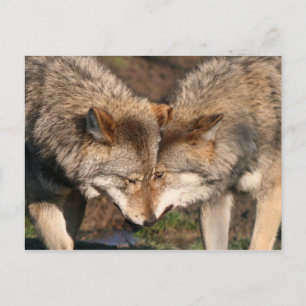 Carte Postale paire de loups