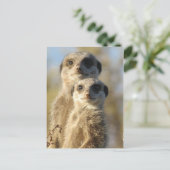 Carte Postale Paire de Meerkats (Debout devant)