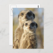 Carte Postale Paire de Meerkats (Devant / Derrière)