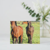 Carte Postale Paire de Morgans (Debout devant)