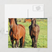 Carte Postale Paire de Morgans (Devant / Derrière)