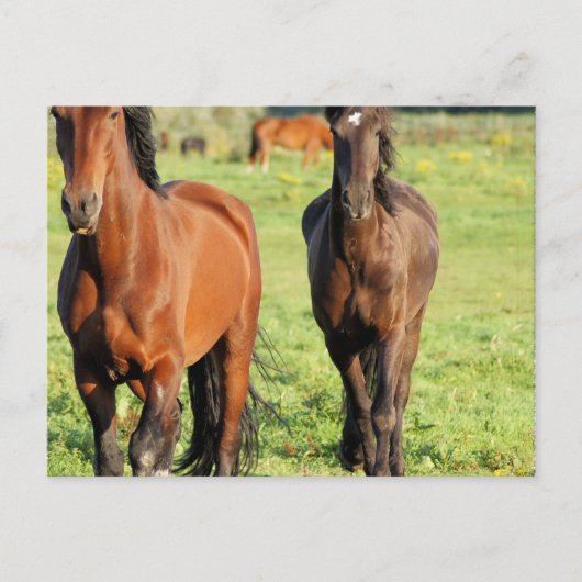 Carte Postale Paire de Morgans (Devant)