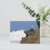 Carte Postale Paire de mouettes (Debout devant)