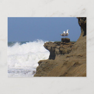 Carte Postale Paire de mouettes