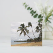 Carte Postale Paire de palmiers (Debout devant)