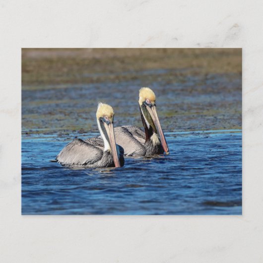 Carte Postale Paire de pélicans (Devant)