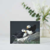 Carte Postale Paire de Puffin à cornes - Customisé (Debout devant)