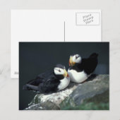 Carte Postale Paire de Puffin à cornes - Customisé (Devant / Derrière)