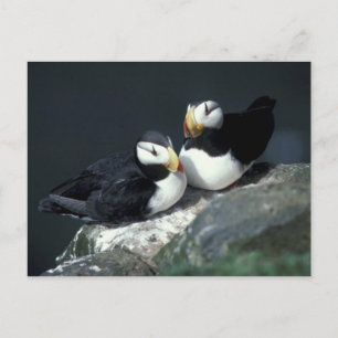 Carte Postale Paire de Puffin à cornes - Customisé