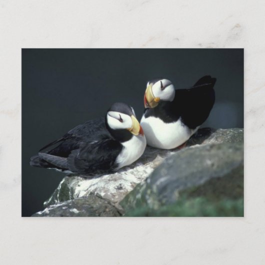 Carte Postale Paire de Puffin à cornes - Customisé (Devant)