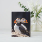 Carte Postale Paire de Puffins (Debout devant)