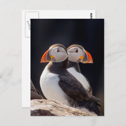 Carte Postale Paire de Puffins (Devant / Derrière)