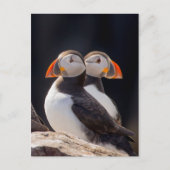 Carte Postale Paire de Puffins (Devant)