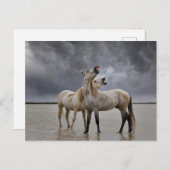 Carte Postale Paire de Stallions de Cheval de Camargue, Sud de l (Devant / Derrière)