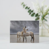 Carte Postale Paire de Stallions de Cheval de Camargue, Sud de l (Debout devant)