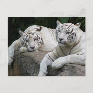 Carte Postale Paire de tigre