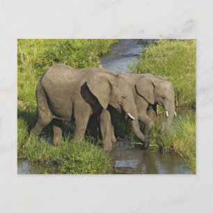 Carte Postale Paire d'éléphants d'Afrique Masai Mara