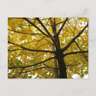 Carte Postale Paire d'érables jaunes Automne Nature