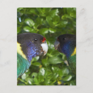 Carte Postale Paire des 28 de Cocy