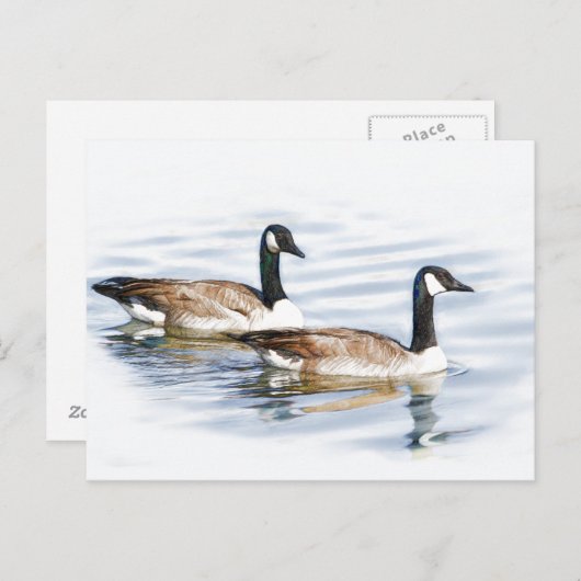 Carte Postale Paire d'oies (Devant / Derrière)