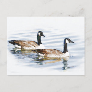Carte Postale Paire d'oies