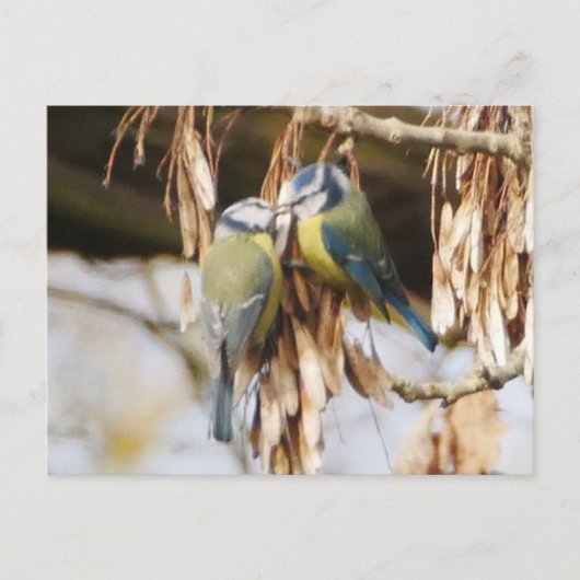 Carte postale Paire d'Oiseaux Bleus Tit (Devant)