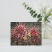 Carte postale Paire d'oursins géants de la mer Rou (Debout devant)