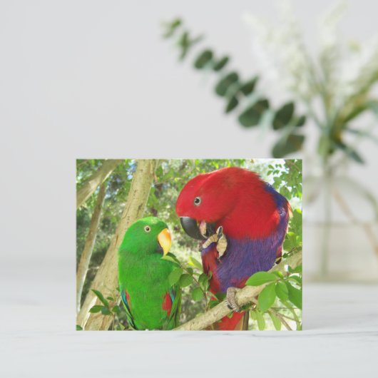 Carte Postale Paire Eclectus (Debout devant)