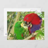 Carte Postale Paire Eclectus (Devant / Derrière)