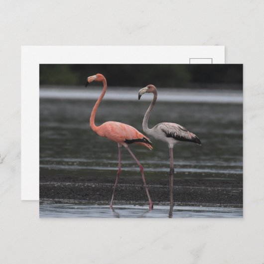 Carte postale paire Flamant rose (Devant / Derrière)