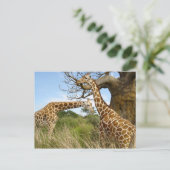 Carte Postale Paires de girafe (Debout devant)