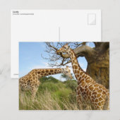 Carte Postale Paires de girafe (Devant / Derrière)