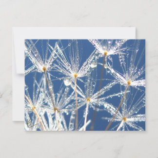 Carte Postale Paisible Dandelion Bleu et Blanc avec Dew