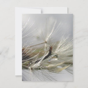 Carte Postale Paisible, Élégant, Chatoyant Poof Dandelion