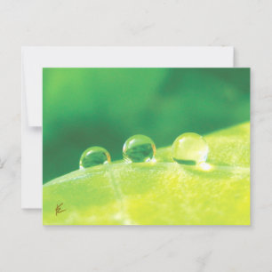 Carte Postale Paisible, élégante, Dew Drops on Leaf Nature