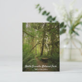Carte Postale Paisible Green Forest Trail Washington (Debout devant)
